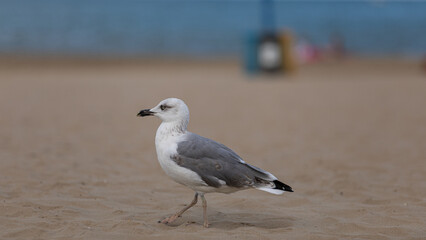 Möwe am Strand