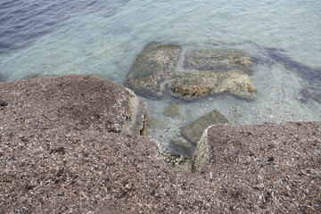 Erba di mare. Posidonia oceanica, la pianta marina  che crea gli habitat del Mediterraneo. Sud Europa