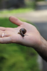 close up photo of a snail on a hand