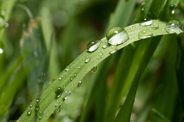 Big water droplets on a grass leaf.
