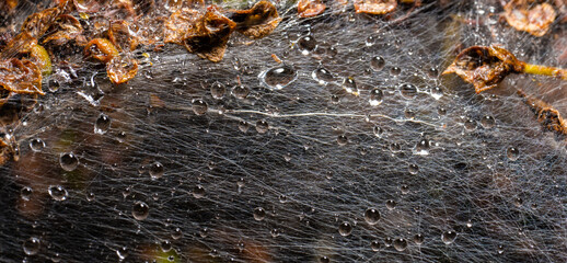 Macro photo of Ermine moth larval web in a bush.