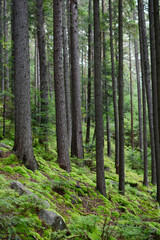 Fototapeta na wymiar Mountain landscape with green moss