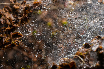 Macro photo of Ermine moth larval web in a bush.