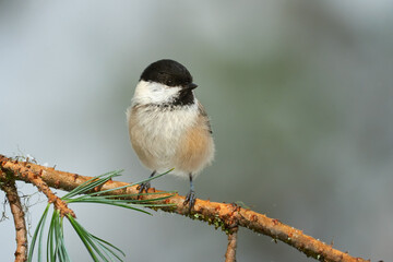 Lovely willow tit (Poecile montanus)