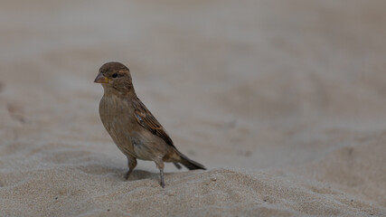 Spatz im Sand