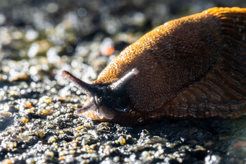 Brown spanish slug hurrying over asphalt.