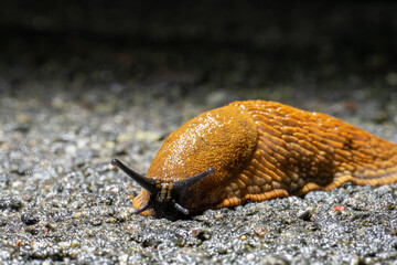 Brown spanish slug hurrying over asphalt.