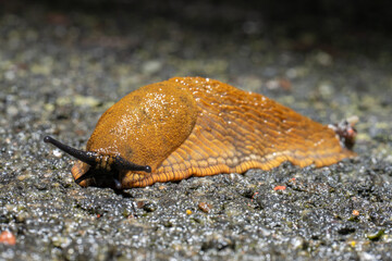 Brown spanish slug hurrying over asphalt.