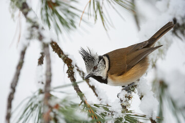 Crested tit or European crested tit (Lophophanes cristatus)