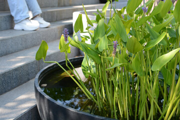 Pontenderia heartifolia in the park