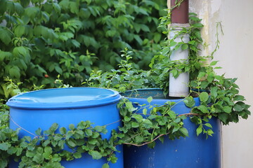 Blue rain barrels to collect rainwater that flows from roof gutters	
