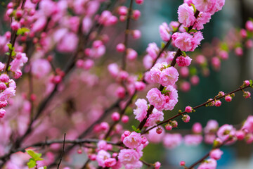 Fototapeta na wymiar Flowers on a branch of sakura tree with selective focus on a blurred background. Defocused backdrop copy space