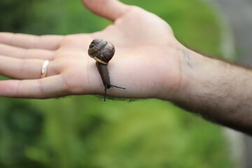 close up photo of a snail on a hand