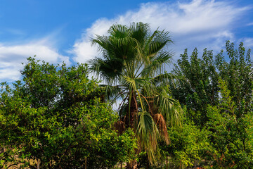 Exotic vegetation on the Mediterranean coast. Turkish palms. The green province of Antalya in Turkey. Background