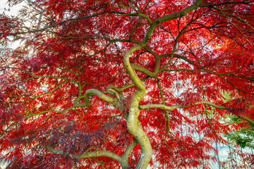 Dramatic view at low angle of a vibrant red leaved Japanese maple tree (Acer palmatum 'Atropurpureum') - Powered by Adobe