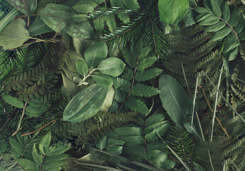 Creative layout made of natural  green leaves. Dark forest abstract  background. Flat design, top view.