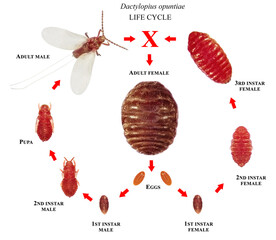 Opuntia cochineal scale, Dactylopius opuntiae (Hemiptera: Dactylopiidae) is a scale insect, from which the natural dye carmine is derived. Stages development isolated on a white background