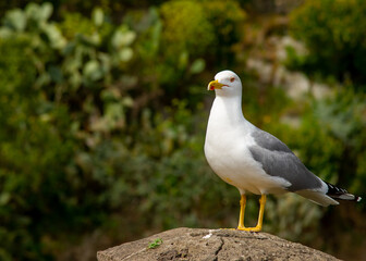 Seagull on the rock