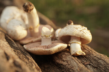 poisonous mushrooms lie on the bark of a tree. dangerous food. mushroom growing. warm light. The yellow-stainer, Agaricus xanthodermus.