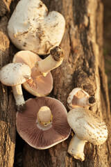 poisonous mushrooms lie on the bark of a tree. dangerous food. mushroom growing. warm light. The yellow-stainer, Agaricus xanthodermus.