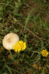 mushrooms in the grass, yellow flowers. mushroom picking, picking mushrooms.