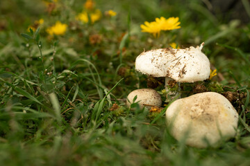 mushrooms in the grass, yellow flowers. mushroom picking, picking mushrooms.