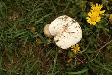 mushrooms in the grass, yellow flowers. mushroom picking, picking mushrooms.