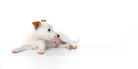 jack russell terrier puppy on a white background. banner. place for inscription