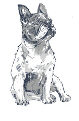 French Bulldog