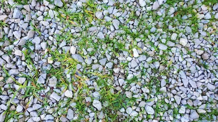 Fotobehang grass and weeds background growing thru gravel © Tom