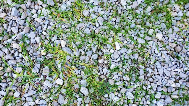 grass and weeds background growing thru gravel