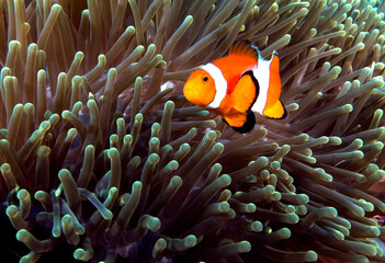 False clown anemonefish on anemone Boracay Island Philippines - obrazy, fototapety, plakaty