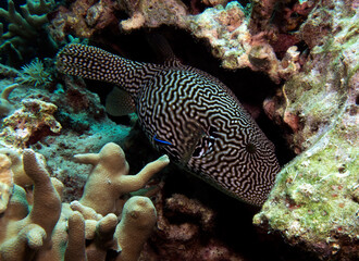 A Mappa Pufferfish in a shallow reef Boracay Island Philippines