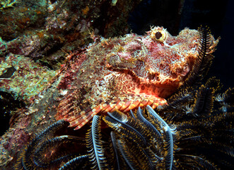 A Bearded scorpionfish resting a Feather star Boracay Island Philippines
