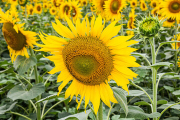 Naklejka premium Sunflower in a sunflower field. Large yellow sunflower flower with green leaves on the trunk under the bright sun. Beautiful Natural Wallpaper. Summer nature.