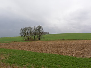 Farm landscape wiht bare trees in the countryside near Mons, Wallonia, Belgium