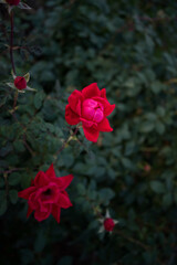Red knock out rose bush 