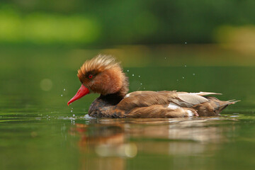 Hełmiatka zwyczajna, kaczka hełmiasta (Netta rufina) © Grzegorz