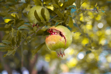 A close-up of an overripe green pomegranate hanging on a tree branch against a background of green...