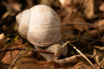 Snail on a leaf