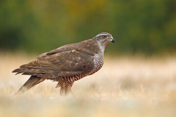 Jastrząb (Acipiter gentilis)