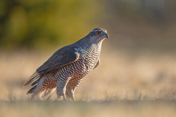 Jastrząb (Acipiter gentilis)