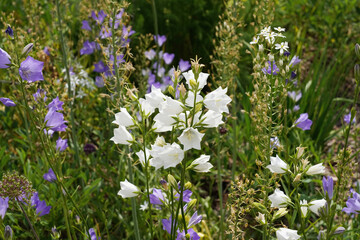 Fototapeta premium White and Blue Bell flowers Blossom against the backdrop of a lush garden