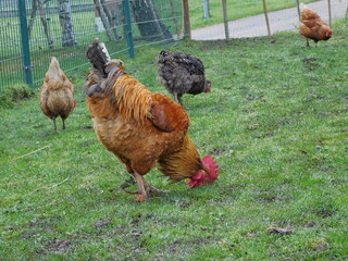 breed of chicken. It was developed in the United States from birds imported from the Chinese port...