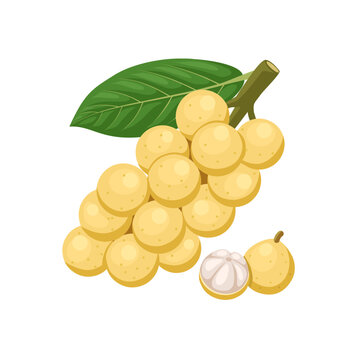 Vector illustration, Long Gong fruit, scientific name Lansium parasiticum, isolated on white background.