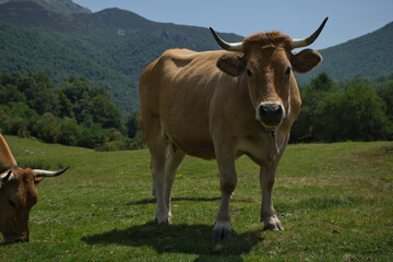 Cows in a natural environment