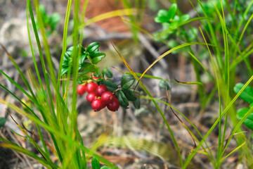 Red ripe lingonberry close-up. Red cranberry berry in the forest. Red cranberries growing in the wild forest.