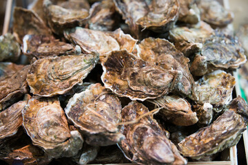 Close up of raw oysters in a market