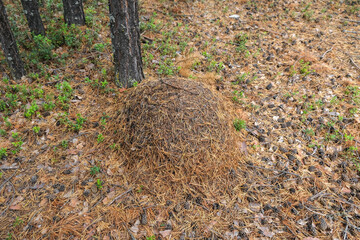 An anthill with a colony of ants in close-up. An anthill in a pine coniferous forest. An anthill among pine cones.