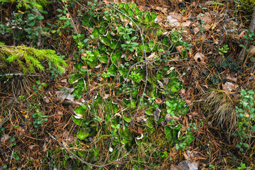 peltigera aphthosa growing in the forest. peltigera aphthosa growing among moss. peltigera aphthosa close-up.